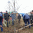 В посёлке Искателей в рамках проекта «Формирование комфортной городской среды» посадили деревья - Департамент строительства, ЖКХ, энергетики и транспорта