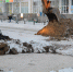 ПОК и ТС приступил к раскопкам на месте прорыва водовода - Администрация г. Нарьян-Мар