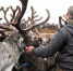 ​В оленеводческих хозяйствах НАО проходит сезонная кампания по лечебной обработке северных оленей - Департамент внутреннего контроля и надзора